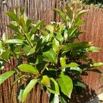 Photinia fraseriЦвят