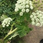 Heracleum maximum Elinympäristö