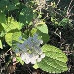 Ageratina altissimaFloro