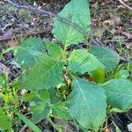 Solanum physalifolium Pokrój