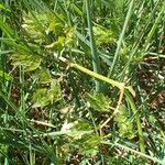 Peucedanum oreoselinum Habit