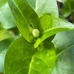 Vinca difformis Hábito