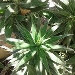 Echium webbii ഇല
