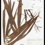 Leopoldinia pulchra Hoja