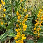 Crotalaria mitchellii Облик