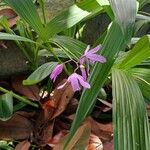 Bletilla striata Квітка