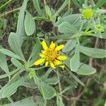 Borrichia frutescens Leaf