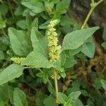 Amaranthus deflexus Vrucht