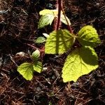 Rubus phoenicolasius Leaf