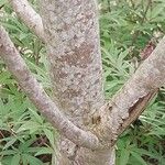 × Chitalpa tashkentensis Bark