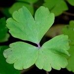 Aquilegia atrata Leaf