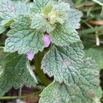 Lamium purpureum Habit