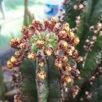 Euphorbia polygona Λουλούδι