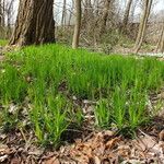 Polygonatum verticillatum ശീലം