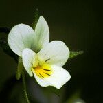 Viola arvensis Λουλούδι