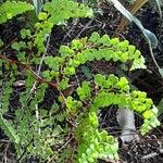 Odontosoria aculeata Leaf