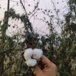 Gossypium hirsutum Fruit