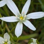 Ornithogalum gussonei Flor