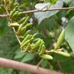 Syringa josikaea Fruit