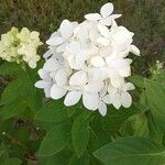 Hydrangea paniculata花