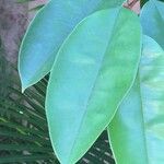 Chrysophyllum cainito Hoja