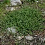 Polygonum recumbens Pokrój