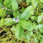 Veronica officinalis 叶