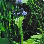 Ajuga genevensis Hàbitat