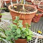 Talinum paniculatum Yeri
