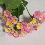 Lantana camaraFlor