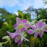 Dendrobium kingianum Blomma