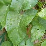 Convolvulus sepium Leaf