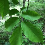 Ulmus rubra Habit