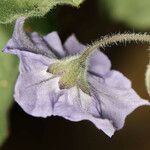 Solanum umbelliferum Λουλούδι