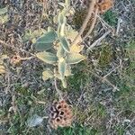 Salvia fruticosa Leaf