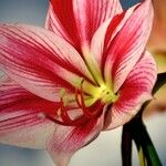 Hippeastrum correiense Flors