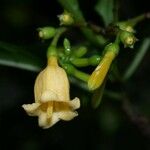 Hamelia axillaris Kwiat