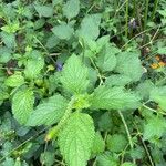 Stachytarpheta jamaicensis Leaf