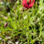 Adonis flammea Blad