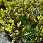 Draba corrugata