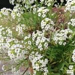 Lobularia maritimaফুল