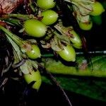 Erythroxylum macrophyllum Fruit