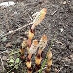 Equisetum arvense Natur