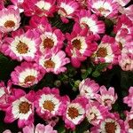 Pericallis cruenta Virág