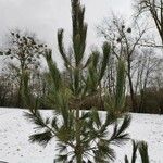 Pinus sibirica Характер