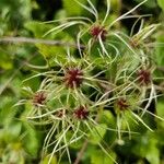 Clematis vitalbaCvet