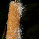 Typha domingensis 樹皮