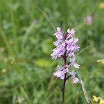 Dactylorhiza fuchsii花