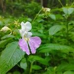 Impatiens balfouriiFlower