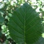 Alnus viridis Foglia